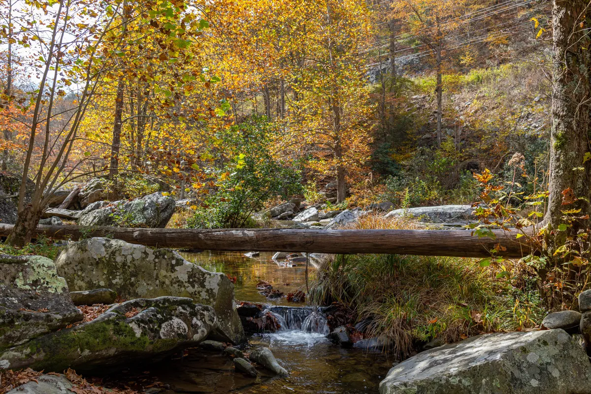 A gentle stream passes under a rustic log bridge, surrounded by colorful autumn foliage and large boulders. The scene invites exploration, photography, and peaceful nature walks.